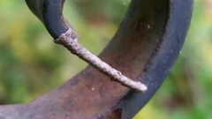 Lytrosis