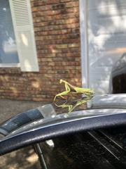 Stagmomantis carolina