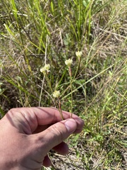 Polygala longicaulis