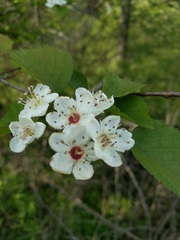 Crataegus pruinosa