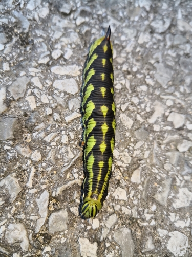 Convolvulus Hawkmoth