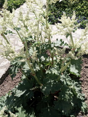 Rheum palmatum