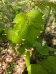 Crataegus pruinosa