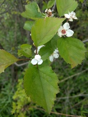 Crataegus pruinosa