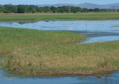 Echinochloa pyramidalis