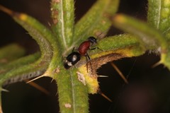 Artiotilla biguttata