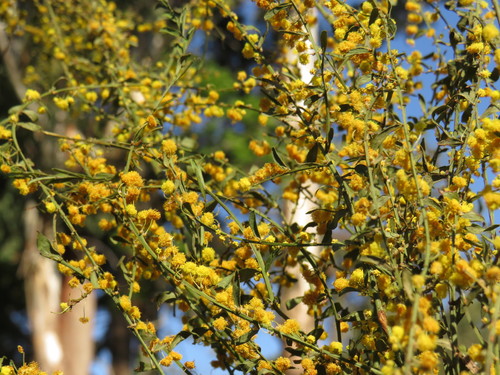 Gold-dust acacia (Acacia acinacea)