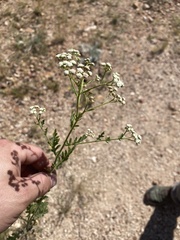 Parthenium confertum