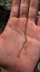 Diversibipalium multilineatum