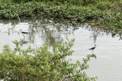 Himantopus mexicanus