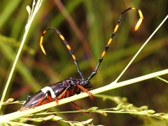 Trachyderes succinctus