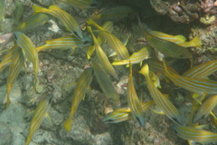 Lutjanus kasmira
