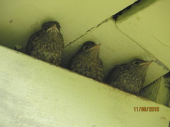 Phoenicurus phoenicurus