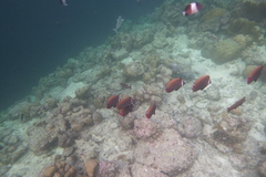 Chaetodon collare