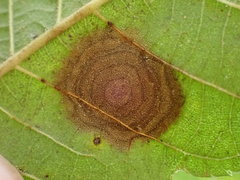 Cristulariella