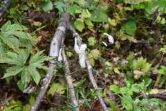 Sanguisorba parviflora