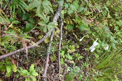 Sanguisorba parviflora