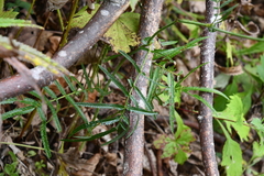 Sanguisorba parviflora