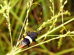 Trachyderes succinctus