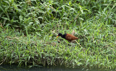 Jacana jacana