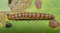 Choreutis aegyptiaca