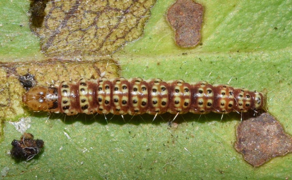 Choreutis gratiosa