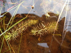 Utricularia ochroleuca
