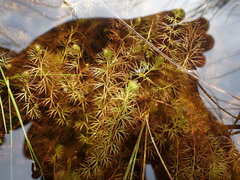 Utricularia ochroleuca