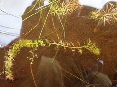 Utricularia ochroleuca