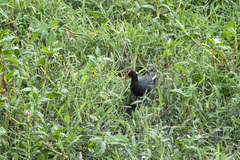 Gallinula galeata