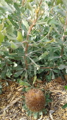 Banksia ornata