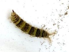 Athericidae