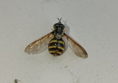 Chrysotoxum cautum
