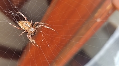 Araneus diadematus