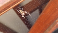 Araneus diadematus
