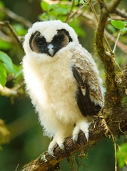 Strix leptogrammica