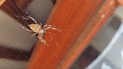 Araneus diadematus