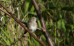 Ammodramus humeralis