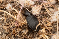 Licinus