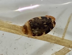 Laccophilus maculosus