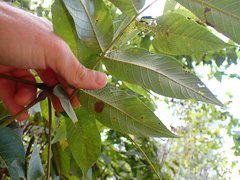Cristulariella