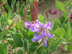 Lathyrus japonicus