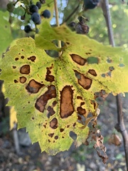 Colletotrichum trichellum