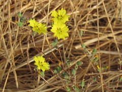 Lagophylla glandulosa