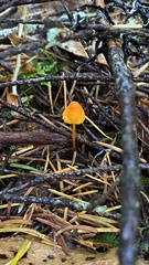 Mycena strobilinoidea