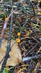 Mycena strobilinoidea