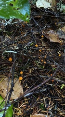 Mycena strobilinoidea