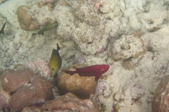 Priacanthus hamrur
