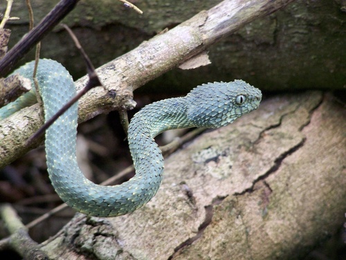 African Bush Viper