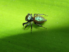 Sassacus